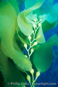 Kelp fronds, Macrocystis pyrifera, San Clemente Island