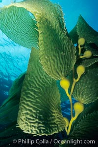 Kelp fronds, Macrocystis pyrifera, San Clemente Island