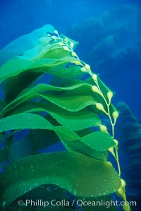 Kelp fronds, Macrocystis pyrifera, San Clemente Island