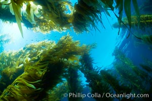 Giant kelp plants lean over in ocean currents, underwater.  Individual kelp plants grow from the rocky reef, to which they are attached, up to the ocean surface and form a vibrant community in which fishes, mammals and invertebrates thrive, Macrocystis pyrifera, San Clemente Island