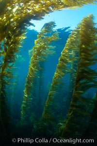 A kelp forest.  Giant kelp grows rapidly, up to 2' per day, from the rocky reef on the ocean bottom to which it is anchored, toward the ocean surface where it spreads to form a thick canopy.  Myriad species of fishes, mammals and invertebrates form a rich community in the kelp forest.  Lush forests of kelp are found through California's Southern Channel Islands, Macrocystis pyrifera, San Clemente Island