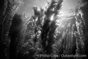 A kelp forest.  Giant kelp grows rapidly, up to 2' per day, from the rocky reef on the ocean bottom to which it is anchored, toward the ocean surface where it spreads to form a thick canopy.  Myriad species of fishes, mammals and invertebrates form a rich community in the kelp forest.  Lush forests of kelp are found through California's Southern Channel Islands, Macrocystis pyrifera, San Clemente Island