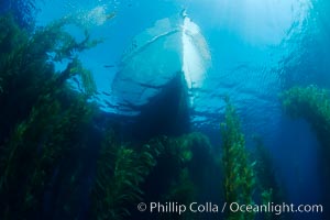 Boat Horizon floats above a kelp forest, clear oceanic waters, underwater, Macrocystis pyrifera, San Clemente Island