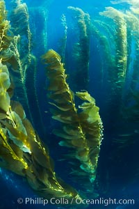 A kelp forest.  Giant kelp grows rapidly, up to 2' per day, from the rocky reef on the ocean bottom to which it is anchored, toward the ocean surface where it spreads to form a thick canopy.  Myriad species of fishes, mammals and invertebrates form a rich community in the kelp forest.  Lush forests of kelp are found through California's Southern Channel Islands.