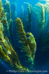 A kelp forest.  Giant kelp grows rapidly, up to 2' per day, from the rocky reef on the ocean bottom to which it is anchored, toward the ocean surface where it spreads to form a thick canopy.  Myriad species of fishes, mammals and invertebrates form a rich community in the kelp forest.  Lush forests of kelp are found through California's Southern Channel Islands, Macrocystis pyrifera, San Clemente Island