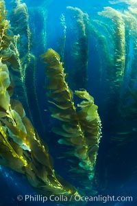 A kelp forest.  Giant kelp grows rapidly, up to 2' per day, from the rocky reef on the ocean bottom to which it is anchored, toward the ocean surface where it spreads to form a thick canopy.  Myriad species of fishes, mammals and invertebrates form a rich community in the kelp forest.  Lush forests of kelp are found through California's Southern Channel Islands, Macrocystis pyrifera, San Clemente Island