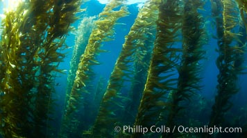 A kelp forest.  Giant kelp grows rapidly, up to 2' per day, from the rocky reef on the ocean bottom to which it is anchored, toward the ocean surface where it spreads to form a thick canopy.  Myriad species of fishes, mammals and invertebrates form a rich community in the kelp forest.  Lush forests of kelp are found through California's Southern Channel Islands, Macrocystis pyrifera, San Clemente Island