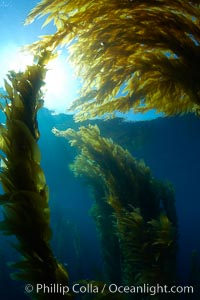 Sunlight filters through a kelp forest, the floating canopy of kelp spreads out on the ocean surface after having grown up from the rocky reef on the ocean bottom, underwater, Macrocystis pyrifera, San Clemente Island