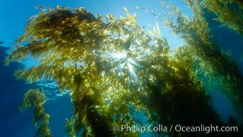 Sunlight filters through a kelp forest, the floating canopy of kelp spreads out on the ocean surface after having grown up from the rocky reef on the ocean bottom, underwater, Macrocystis pyrifera, San Clemente Island