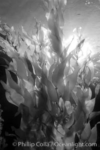 Sunlight filters through a kelp forest, the floating canopy of kelp spreads out on the ocean surface after having grown up from the rocky reef on the ocean bottom, underwater. San Clemente Island, California, USA, Macrocystis pyrifera, natural history stock photograph, photo id 23467