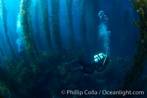 A SCUBA diver, swims through a underwater forest of giant kelp at San Clemente Island, Macrocystis pyrifera