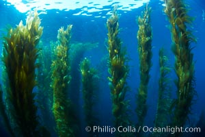 A kelp forest.  Giant kelp grows rapidly, up to 2' per day, from the rocky reef on the ocean bottom to which it is anchored, toward the ocean surface where it spreads to form a thick canopy.  Myriad species of fishes, mammals and invertebrates form a rich community in the kelp forest.  Lush forests of kelp are found through California's Southern Channel Islands, Macrocystis pyrifera, San Clemente Island