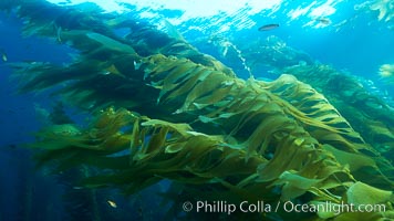 Giant kelp plants lean over in ocean currents, underwater.  Individual kelp plants grow from the rocky reef, to which they are attached, up to the ocean surface and form a vibrant community in which fishes, mammals and invertebrates thrive, Macrocystis pyrifera, San Clemente Island