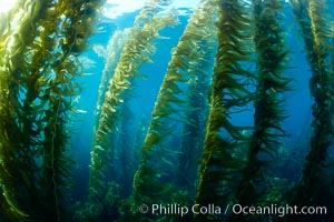 A kelp forest.  Giant kelp grows rapidly, up to 2' per day, from the rocky reef on the ocean bottom to which it is anchored, toward the ocean surface where it spreads to form a thick canopy.  Myriad species of fishes, mammals and invertebrates form a rich community in the kelp forest.  Lush forests of kelp are found through California's Southern Channel Islands, Macrocystis pyrifera, San Clemente Island