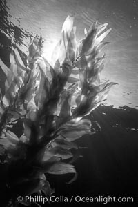 Sunlight filters through a kelp forest, the floating canopy of kelp spreads out on the ocean surface after having grown up from the rocky reef on the ocean bottom, underwater, Macrocystis pyrifera, San Clemente Island