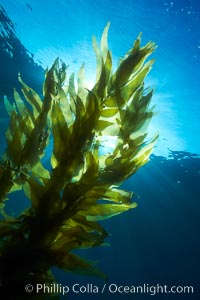 Sunlight filters through a kelp forest, the floating canopy of kelp spreads out on the ocean surface after having grown up from the rocky reef on the ocean bottom, underwater, Macrocystis pyrifera, San Clemente Island