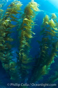 A kelp forest.  Giant kelp grows rapidly, up to 2' per day, from the rocky reef on the ocean bottom to which it is anchored, toward the ocean surface where it spreads to form a thick canopy.  Myriad species of fishes, mammals and invertebrates form a rich community in the kelp forest.  Lush forests of kelp are found through California's Southern Channel Islands, Macrocystis pyrifera, San Clemente Island