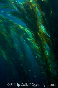 A kelp forest.  Giant kelp grows rapidly, up to 2' per day, from the rocky reef on the ocean bottom to which it is anchored, toward the ocean surface where it spreads to form a thick canopy.  Myriad species of fishes, mammals and invertebrates form a rich community in the kelp forest.  Lush forests of kelp are found through California's Southern Channel Islands, Macrocystis pyrifera, San Clemente Island