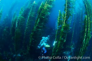 A SCUBA diver, swims through a underwater forest of giant kelp at San Clemente Island, Macrocystis pyrifera