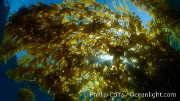 Sunlight filters through a kelp forest, the floating canopy of kelp spreads out on the ocean surface after having grown up from the rocky reef on the ocean bottom, underwater, Macrocystis pyrifera, San Clemente Island