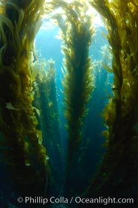Kelp forest, underwater, Macrocystis pyrifera, San Clemente Island