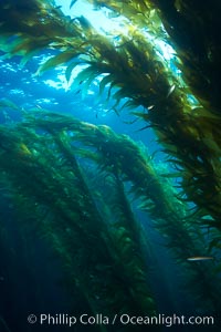 A kelp forest.  Giant kelp grows rapidly, up to 2' per day, from the rocky reef on the ocean bottom to which it is anchored, toward the ocean surface where it spreads to form a thick canopy.  Myriad species of fishes, mammals and invertebrates form a rich community in the kelp forest.  Lush forests of kelp are found through California's Southern Channel Islands, Macrocystis pyrifera, San Clemente Island