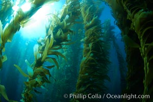 A kelp forest.  Giant kelp grows rapidly, up to 2' per day, from the rocky reef on the ocean bottom to which it is anchored, toward the ocean surface where it spreads to form a thick canopy.  Myriad species of fishes, mammals and invertebrates form a rich community in the kelp forest.  Lush forests of kelp are found through California's Southern Channel Islands, Macrocystis pyrifera, San Clemente Island