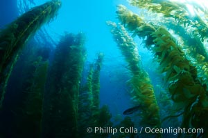 Kelp forest, underwater, Macrocystis pyrifera, San Clemente Island