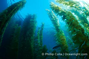 Kelp forest, underwater, Macrocystis pyrifera, San Clemente Island