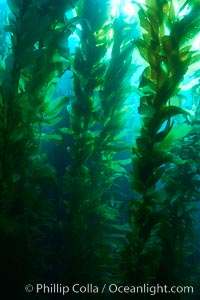 A kelp forest.  Giant kelp grows rapidly, up to 2' per day, from the rocky reef on the ocean bottom to which it is anchored, toward the ocean surface where it spreads to form a thick canopy.  Myriad species of fishes, mammals and invertebrates form a rich community in the kelp forest.  Lush forests of kelp are found through California's Southern Channel Islands, Macrocystis pyrifera, San Clemente Island