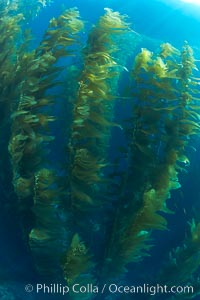 A kelp forest.  Giant kelp grows rapidly, up to 2' per day, from the rocky reef on the ocean bottom to which it is anchored, toward the ocean surface where it spreads to form a thick canopy.  Myriad species of fishes, mammals and invertebrates form a rich community in the kelp forest.  Lush forests of kelp are found through California's Southern Channel Islands, Macrocystis pyrifera, San Clemente Island