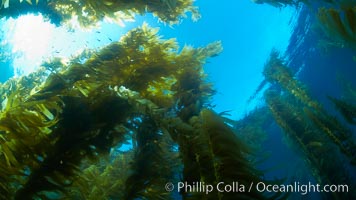 Giant kelp plants lean over in ocean currents, underwater.  Individual kelp plants grow from the rocky reef, to which they are attached, up to the ocean surface and form a vibrant community in which fishes, mammals and invertebrates thrive, Macrocystis pyrifera, San Clemente Island