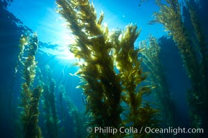 Giant kelp plants lean over in ocean currents, underwater.  Individual kelp plants grow from the rocky reef, to which they are attached, up to the ocean surface and form a vibrant community in which fishes, mammals and invertebrates thrive, Macrocystis pyrifera, San Clemente Island