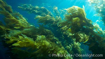 Giant kelp plants lean over in ocean currents, underwater.  Individual kelp plants grow from the rocky reef, to which they are attached, up to the ocean surface and form a vibrant community in which fishes, mammals and invertebrates thrive, Macrocystis pyrifera, San Clemente Island