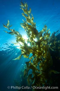 Sunlight filters through a kelp forest, the floating canopy of kelp spreads out on the ocean surface after having grown up from the rocky reef on the ocean bottom, underwater, Macrocystis pyrifera, San Clemente Island