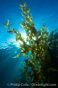 Sunlight filters through a kelp forest, the floating canopy of kelp spreads out on the ocean surface after having grown up from the rocky reef on the ocean bottom, underwater, Macrocystis pyrifera, San Clemente Island