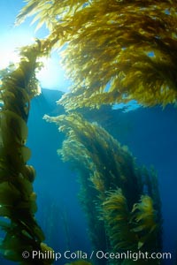 Sunlight filters through a kelp forest, the floating canopy of kelp spreads out on the ocean surface after having grown up from the rocky reef on the ocean bottom, underwater, Macrocystis pyrifera, San Clemente Island
