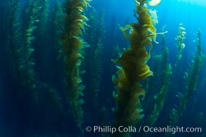 A kelp forest.  Giant kelp grows rapidly, up to 2' per day, from the rocky reef on the ocean bottom to which it is anchored, toward the ocean surface where it spreads to form a thick canopy.  Myriad species of fishes, mammals and invertebrates form a rich community in the kelp forest.  Lush forests of kelp are found through California's Southern Channel Islands, Macrocystis pyrifera, San Clemente Island