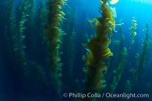 A kelp forest.  Giant kelp grows rapidly, up to 2' per day, from the rocky reef on the ocean bottom to which it is anchored, toward the ocean surface where it spreads to form a thick canopy.  Myriad species of fishes, mammals and invertebrates form a rich community in the kelp forest.  Lush forests of kelp are found through California's Southern Channel Islands, Macrocystis pyrifera, San Clemente Island