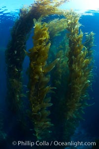 A kelp forest.  Giant kelp grows rapidly, up to 2' per day, from the rocky reef on the ocean bottom to which it is anchored, toward the ocean surface where it spreads to form a thick canopy.  Myriad species of fishes, mammals and invertebrates form a rich community in the kelp forest.  Lush forests of kelp are found through California's Southern Channel Islands, Macrocystis pyrifera, San Clemente Island