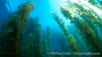 A kelp forest.  Giant kelp grows rapidly, up to 2' per day, from the rocky reef on the ocean bottom to which it is anchored, toward the ocean surface where it spreads to form a thick canopy.  Myriad species of fishes, mammals and invertebrates form a rich community in the kelp forest.  Lush forests of kelp are found through California's Southern Channel Islands, Macrocystis pyrifera, San Clemente Island