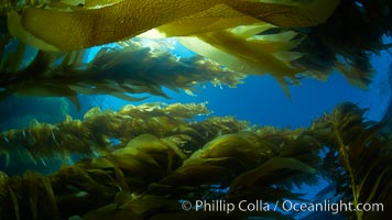 Giant kelp plants lean over in ocean currents, underwater.  Individual kelp plants grow from the rocky reef, to which they are attached, up to the ocean surface and form a vibrant community in which fishes, mammals and invertebrates thrive, Macrocystis pyrifera, San Clemente Island