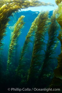 A kelp forest.  Giant kelp grows rapidly, up to 2' per day, from the rocky reef on the ocean bottom to which it is anchored, toward the ocean surface where it spreads to form a thick canopy.  Myriad species of fishes, mammals and invertebrates form a rich community in the kelp forest.  Lush forests of kelp are found through California's Southern Channel Islands, Macrocystis pyrifera, San Clemente Island