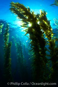 Sunlight filters through a kelp forest, the floating canopy of kelp spreads out on the ocean surface after having grown up from the rocky reef on the ocean bottom, underwater, Macrocystis pyrifera, San Clemente Island