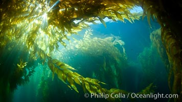 A view of an underwater forest of giant kelp.  Giant kelp grows rapidly, up to 2' per day, from the rocky reef on the ocean bottom to which it is anchored, toward the ocean surface where it spreads to form a thick canopy.  Myriad species of fishes, mammals and invertebrates form a rich community in the kelp forest.  Lush forests of kelp are found through California's Southern Channel Islands, Macrocystis pyrifera, San Clemente Island