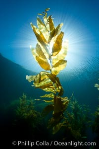 Giant kelp, blades, stipes and pneumatocysts, backlit by the sun in shallow water, Macrocystis pyrifera, San Clemente Island