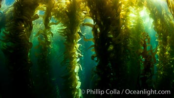 A view of an underwater forest of giant kelp.  Giant kelp grows rapidly, up to 2' per day, from the rocky reef on the ocean bottom to which it is anchored, toward the ocean surface where it spreads to form a thick canopy.  Myriad species of fishes, mammals and invertebrates form a rich community in the kelp forest.  Lush forests of kelp are found through California's Southern Channel Islands, Macrocystis pyrifera, San Clemente Island