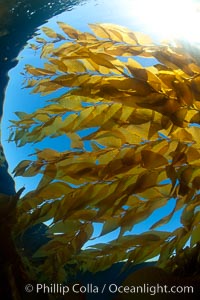 A view of an underwater forest of giant kelp.  Giant kelp grows rapidly, up to 2' per day, from the rocky reef on the ocean bottom to which it is anchored, toward the ocean surface where it spreads to form a thick canopy.  Myriad species of fishes, mammals and invertebrates form a rich community in the kelp forest.  Lush forests of kelp are found through California's Southern Channel Islands, Macrocystis pyrifera, San Clemente Island