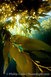 A view of an underwater forest of giant kelp.  Giant kelp grows rapidly, up to 2' per day, from the rocky reef on the ocean bottom to which it is anchored, toward the ocean surface where it spreads to form a thick canopy.  Myriad species of fishes, mammals and invertebrates form a rich community in the kelp forest.  Lush forests of kelp are found through California's Southern Channel Islands, Macrocystis pyrifera, San Clemente Island