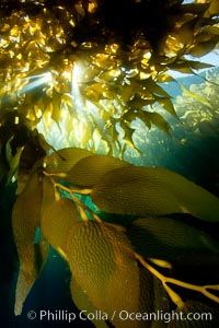 A view of an underwater forest of giant kelp.  Giant kelp grows rapidly, up to 2' per day, from the rocky reef on the ocean bottom to which it is anchored, toward the ocean surface where it spreads to form a thick canopy.  Myriad species of fishes, mammals and invertebrates form a rich community in the kelp forest.  Lush forests of kelp are found through California's Southern Channel Islands, Macrocystis pyrifera, San Clemente Island